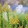 映える草むら