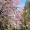 京都御苑の桜