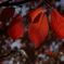 私の住む町も紅葉が始まりました〜