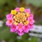 ランタナの花