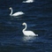 琵琶湖を泳ぐ白鳥