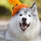 ハロウィン