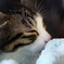 まどろむ仔猫ちゃん2