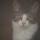 網戸越しの仔猫ちゃん