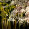 竹林に映える桜