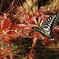曼殊沙華　アゲハチョウ２
