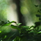 10月のgreen
