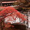 紅葉の木と池