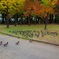 色づく開成山公園