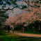 桜小道