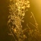 Golden  Weeds