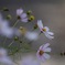 秋桜