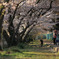 51年目の桜