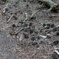 Pinecone