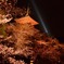 桜と塔と