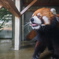 レッサーパンダ