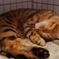 猫カフェその１