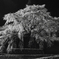 古武士の桜－白