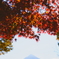 秩父　紅葉