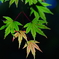薄化粧