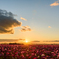 コスモス畑の夕日