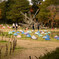 日本庭園５