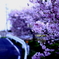 Row of cherry blossom trees