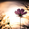 秋桜