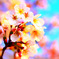 鮮やかな桜