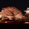 夜桜