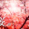 桜、咲く。