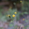 庭の雑草の花