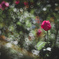 rose bud….❁*。