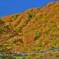 紅葉 と青空