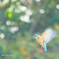 the blue bird of happiness