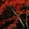 河鹿橋 ライトアップ 紅葉