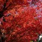 紅