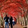 真紅のトンネル