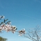桜と飛行機雲