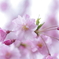 桜-小石川後楽園