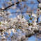 桜-小石川後楽園