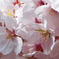 桜-小石川後楽園