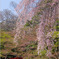 桜-小石川後楽園