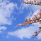 桜咲いて
