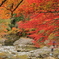 奥津渓の紅葉 #1