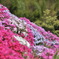 芝桜　１