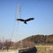 トンビ
