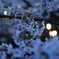 薄暮の桜
