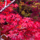 弥彦公園紅葉-その２