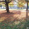 朝の公園
